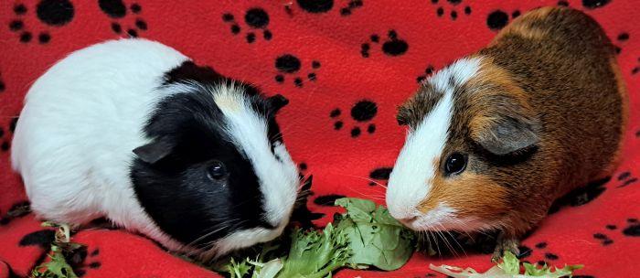 Reeses Pieces, adopted, Adult Male Short-Haired.