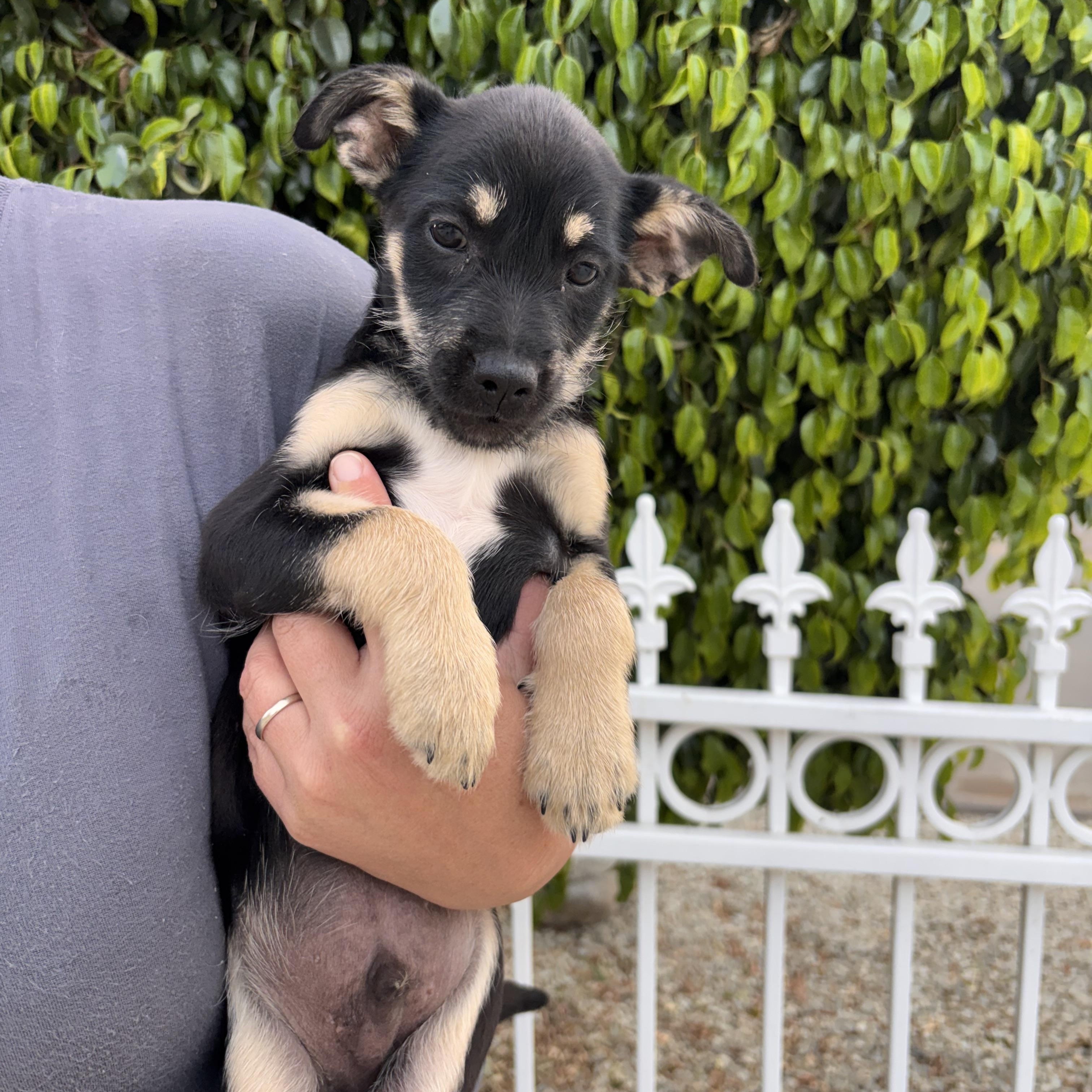 Leprechaun , ADOPTABLE, Puppy Male Terrier & Yorkshire Terrier.