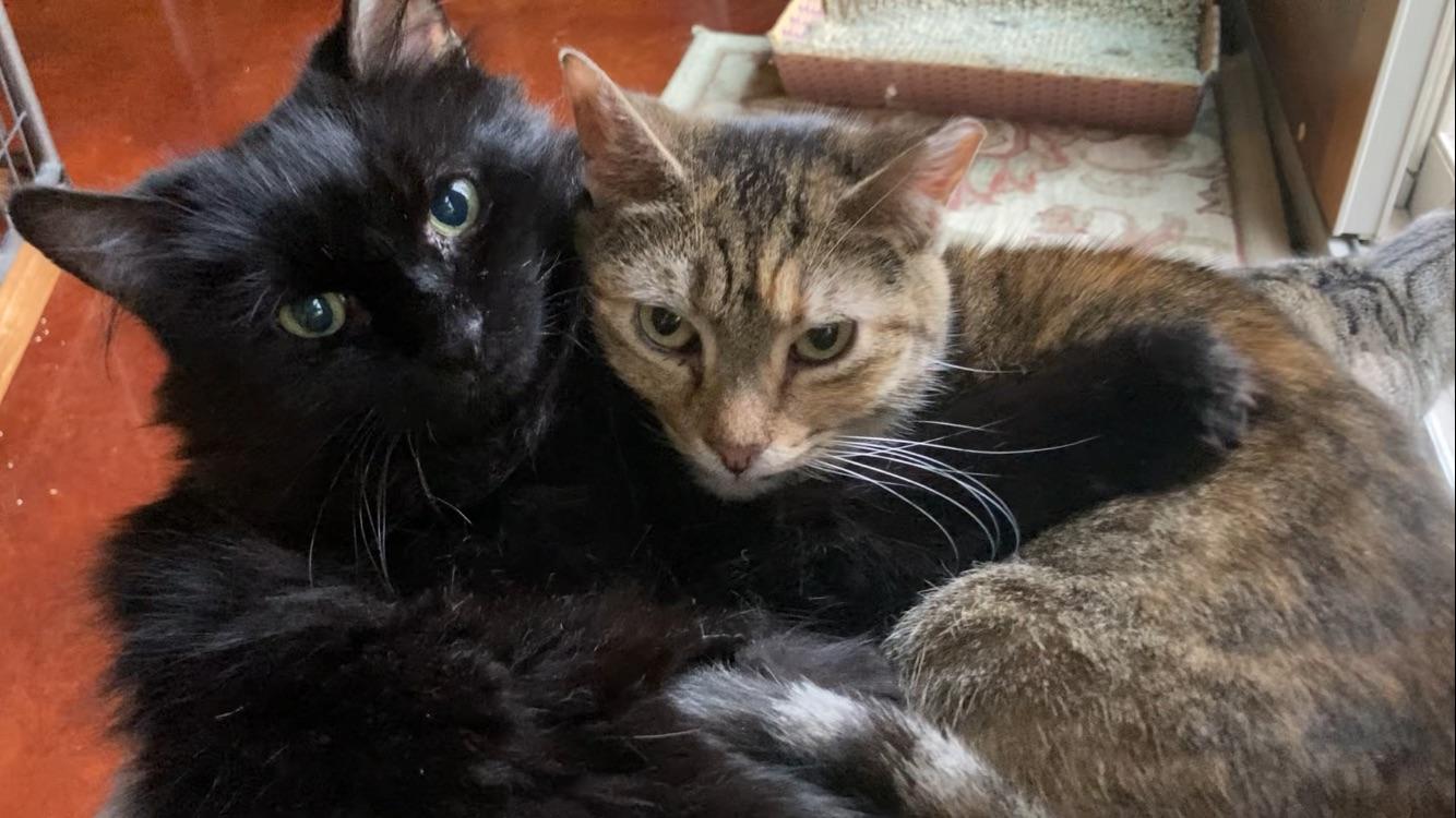 Duke & Olivia (Bonded Pair-male/female)