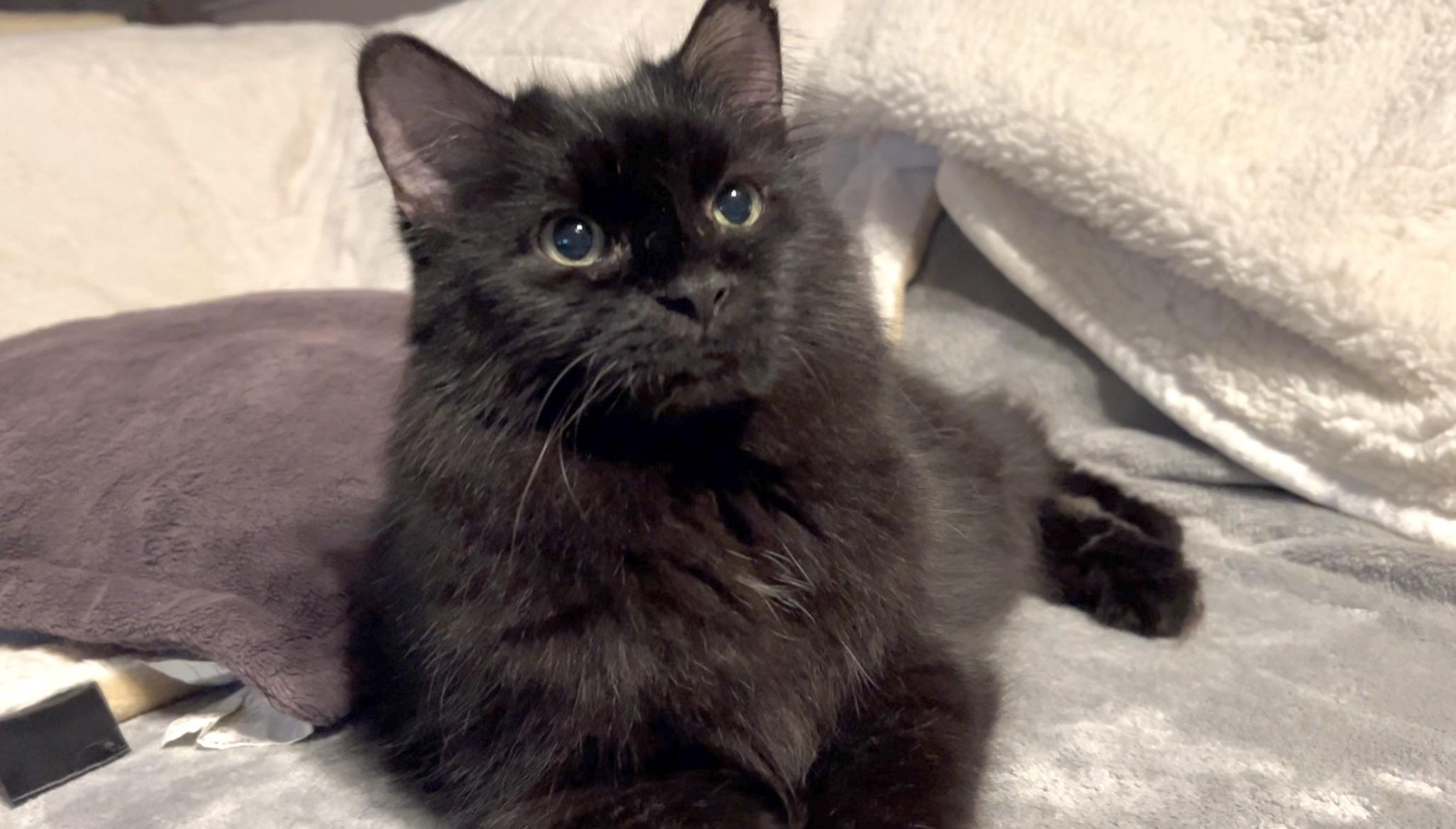 Duke & Olivia (Bonded Pair-male/female) — thumbnail 3