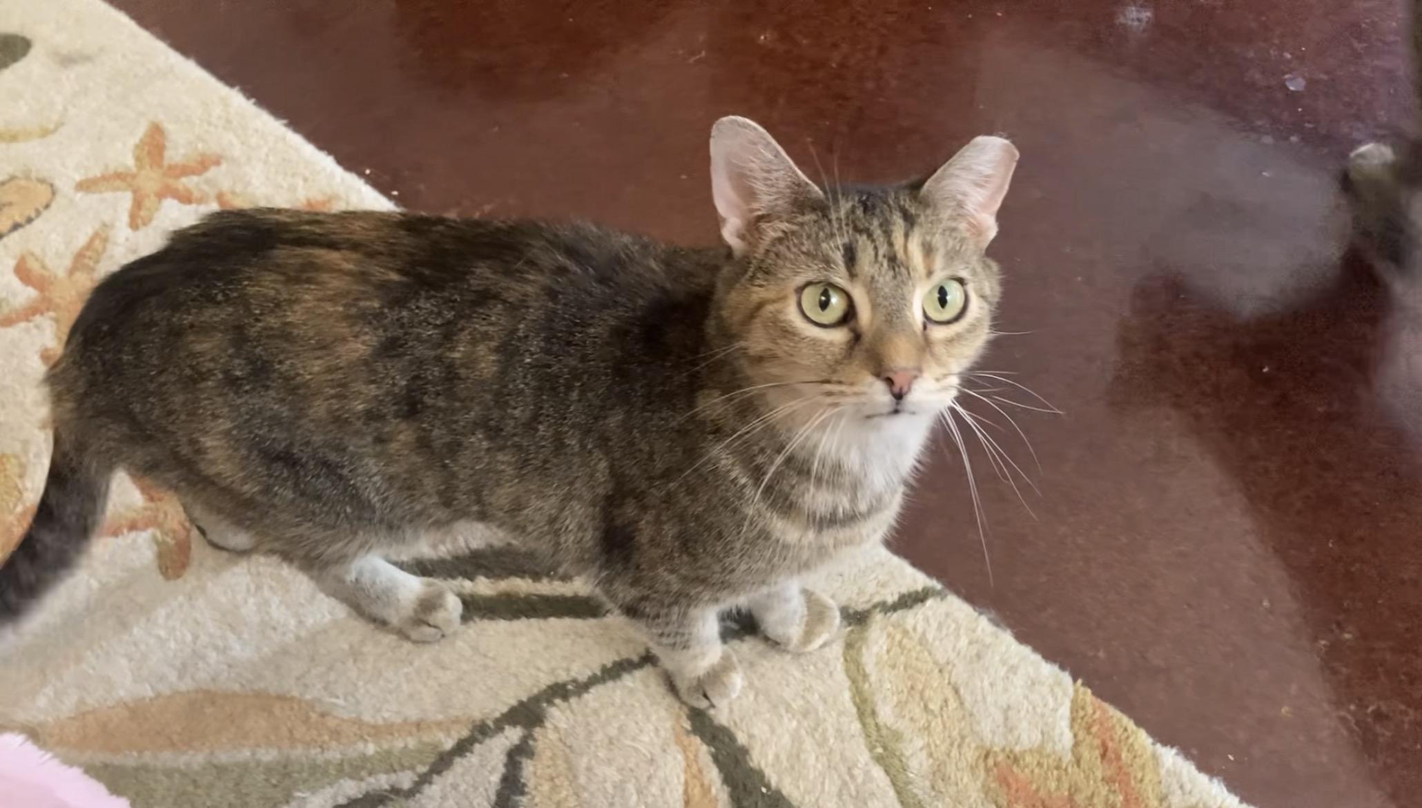 Duke & Olivia (Bonded Pair-male/female) — thumbnail 4