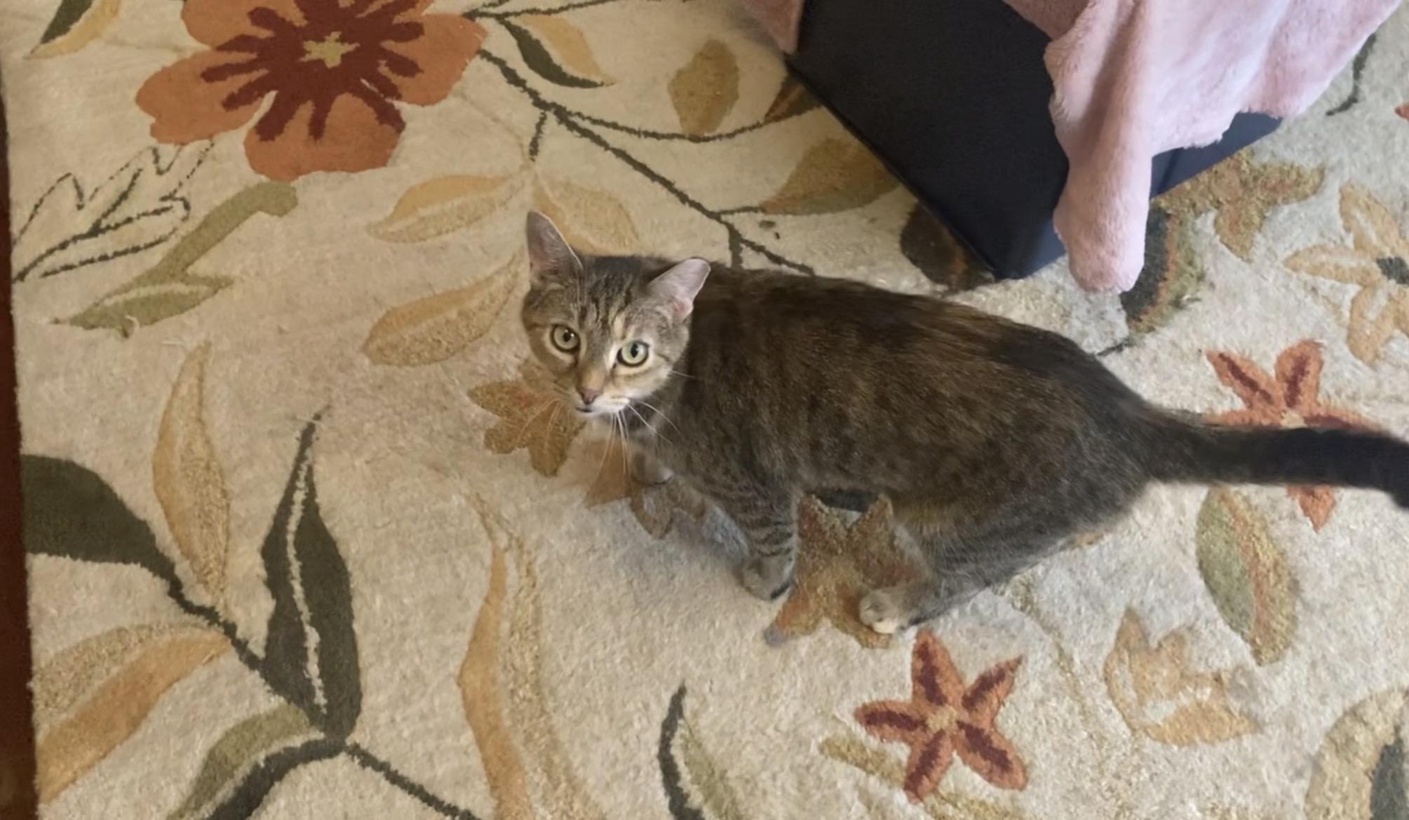 Duke & Olivia (Bonded Pair-male/female) — thumbnail 5