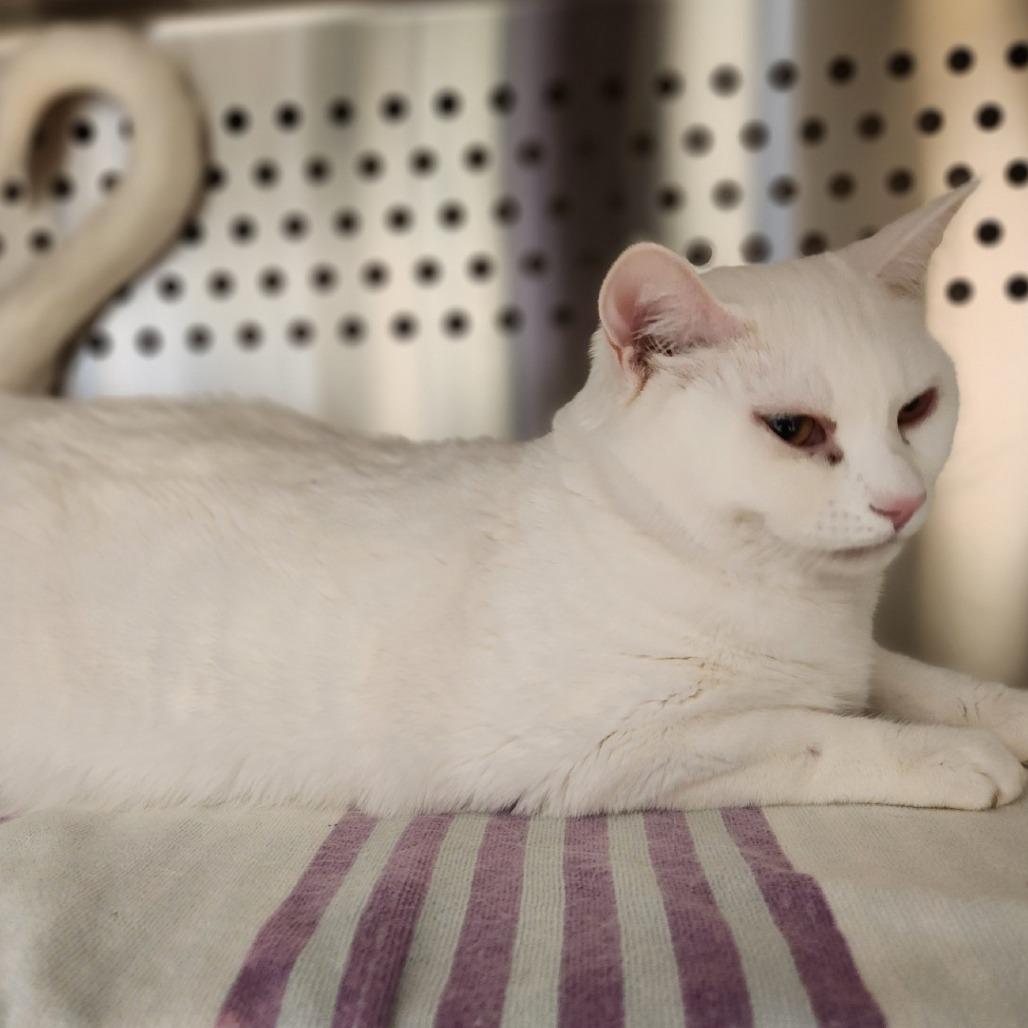 Cats & Kittens for Adoption in Incline Village, NV | Petfinder