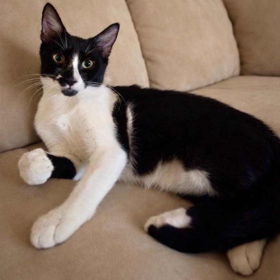 Enlarge Sarah, a ADOPTABLE mixed breed in Englewood, FL image 3/3