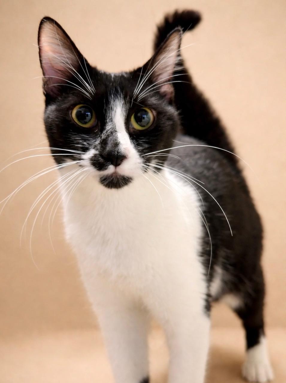 Enlarge Sarah, a ADOPTABLE mixed breed in Englewood, FL image 1/3