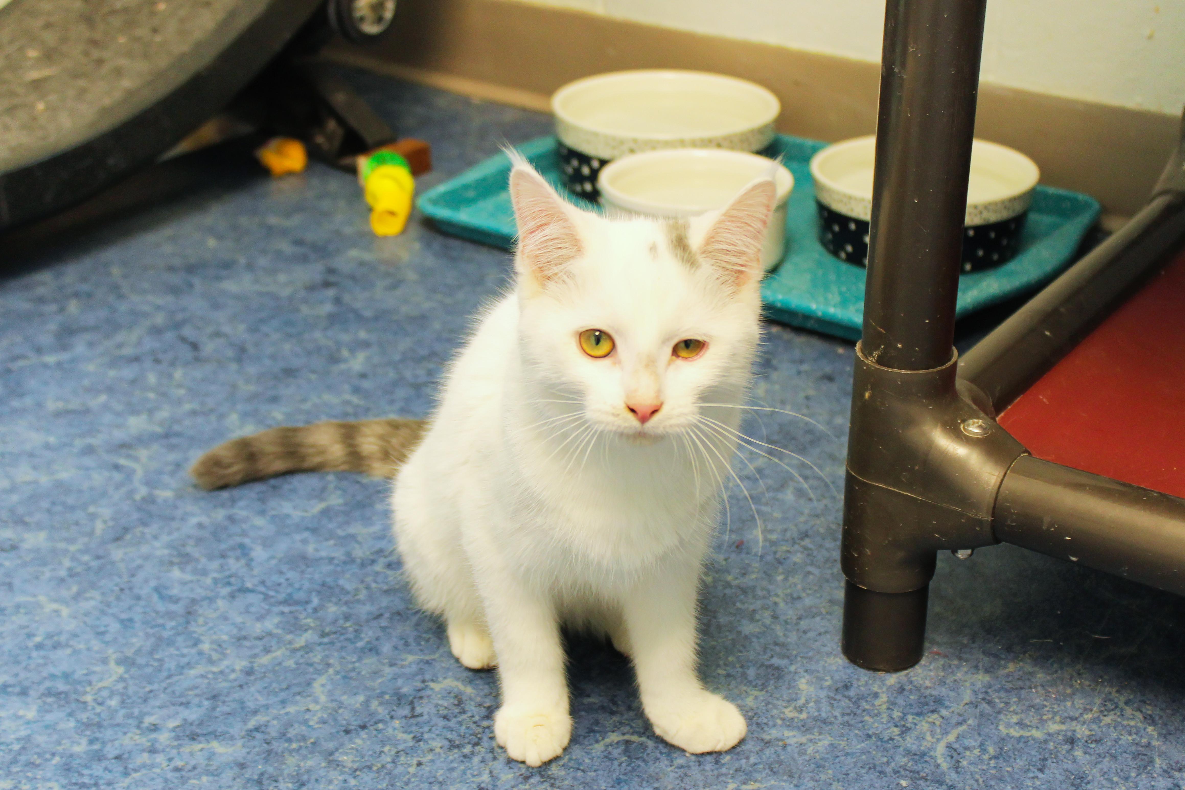 Enlarge Bennett, a ADOPTABLE Domestic Short Hair in Urbana, OH image 3/6