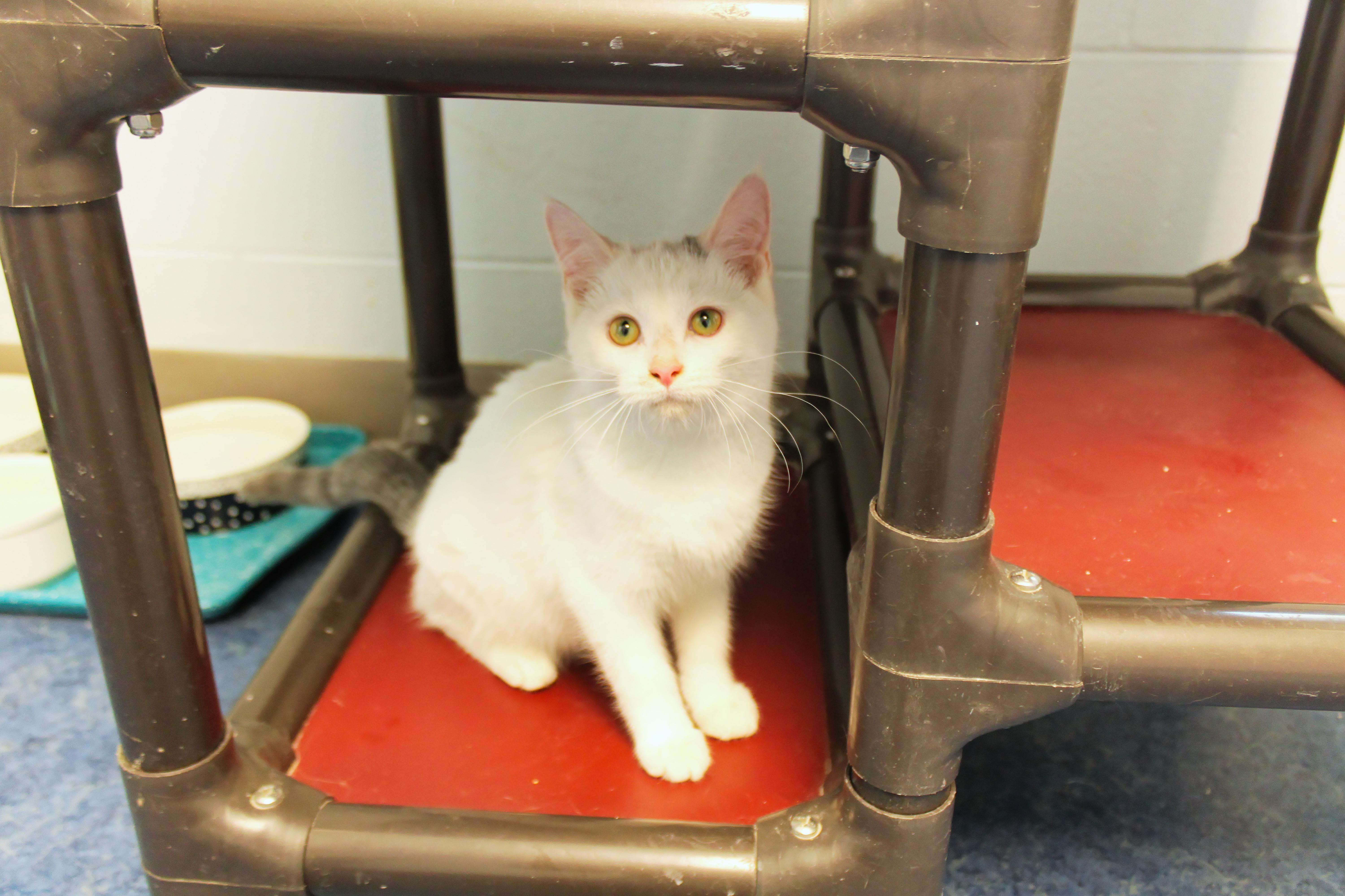 Enlarge Bennett, a ADOPTABLE Domestic Short Hair in Urbana, OH image 5/6