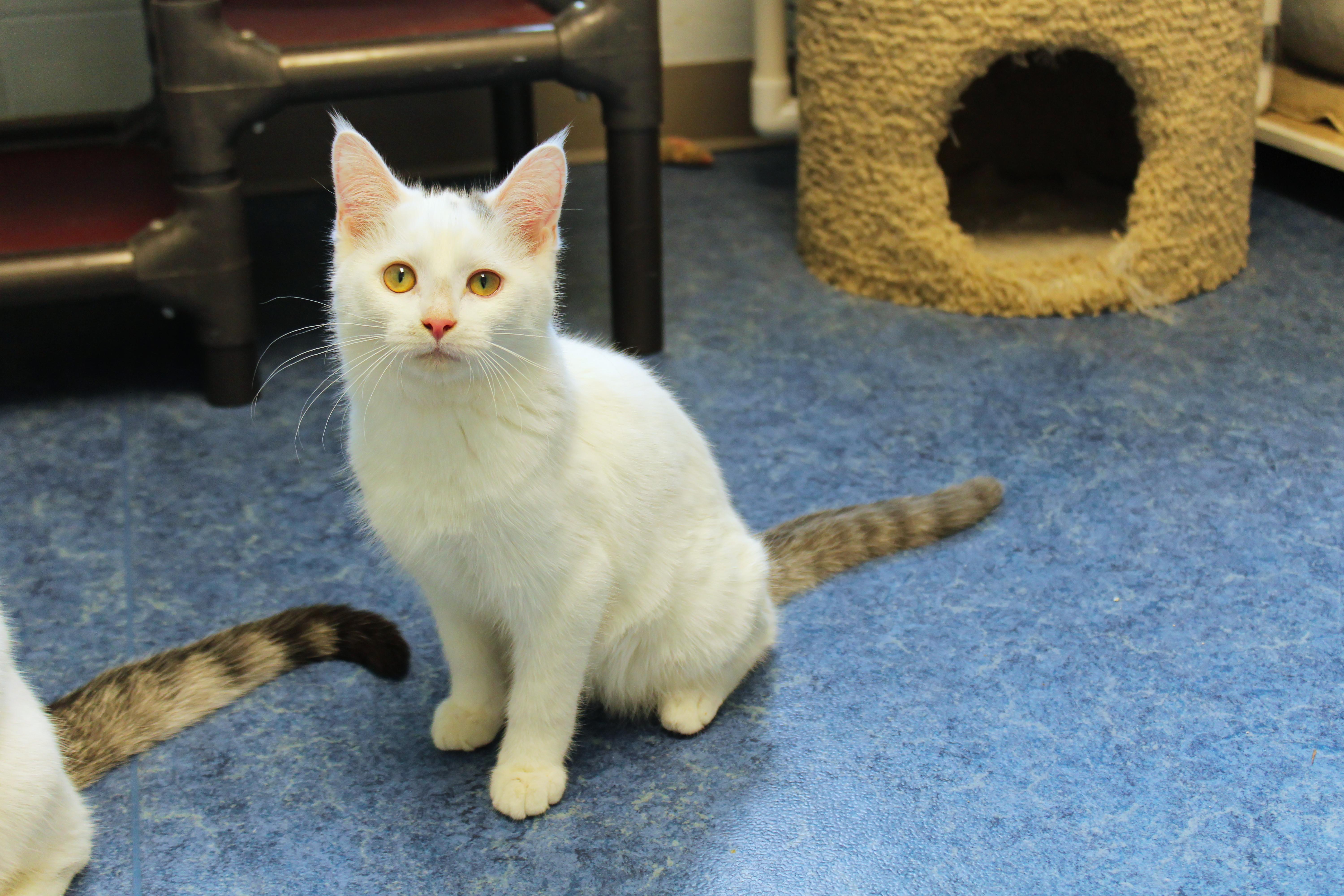 Enlarge Bennett, a ADOPTABLE Domestic Short Hair in Urbana, OH image 2/6