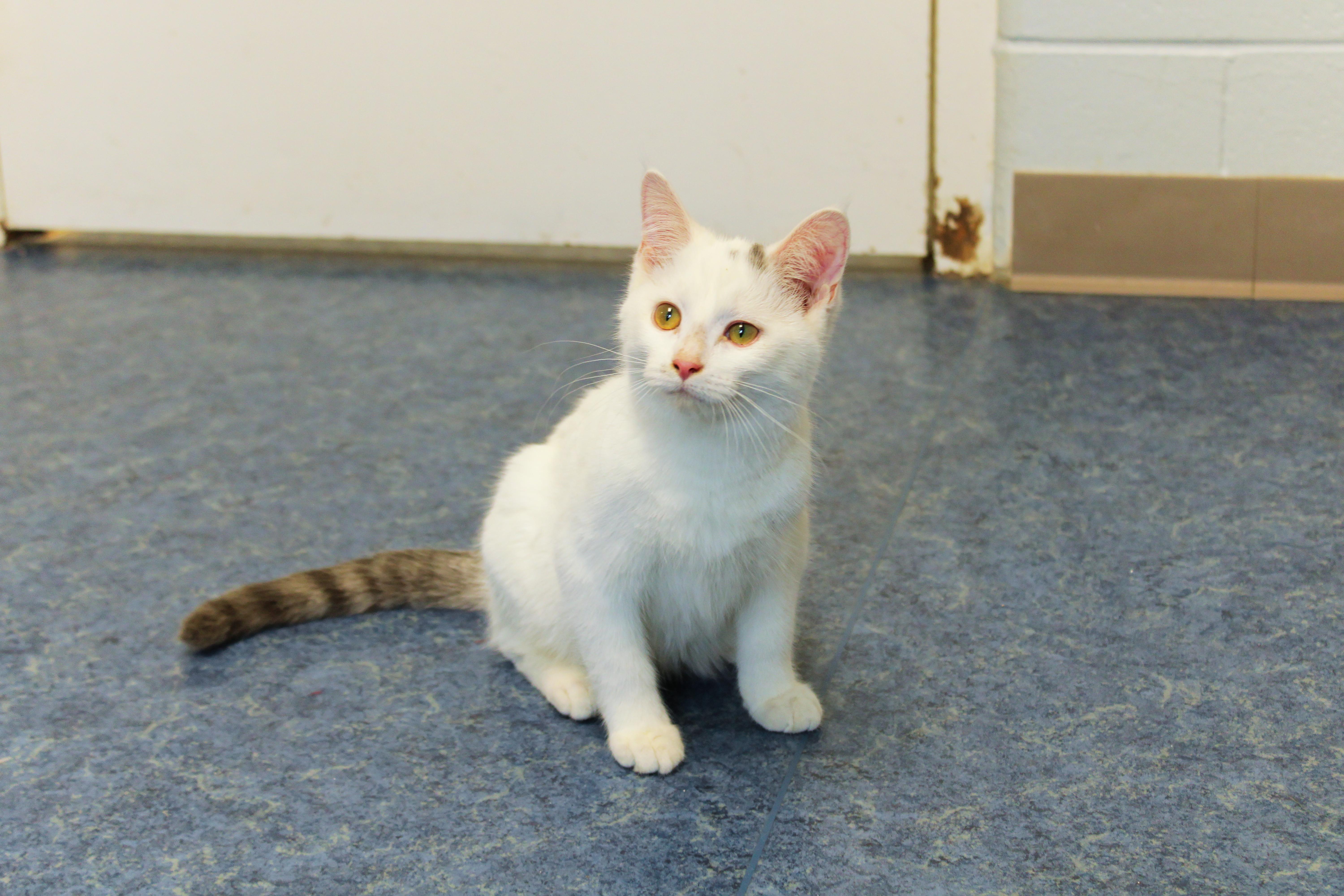 Enlarge Bennett, a ADOPTABLE Domestic Short Hair in Urbana, OH image 6/6