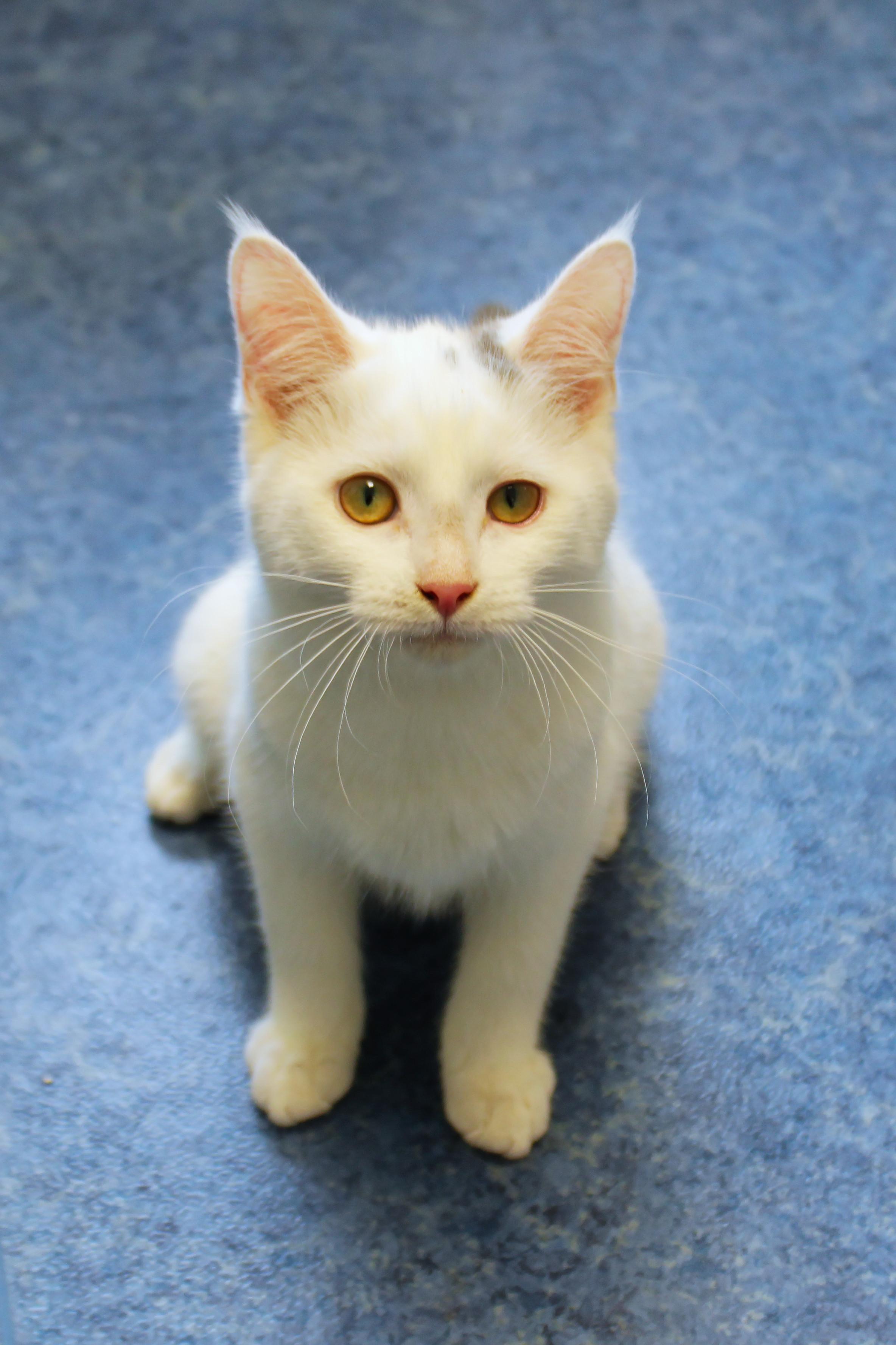 Enlarge Bennett, a ADOPTABLE Domestic Short Hair in Urbana, OH image 1/6