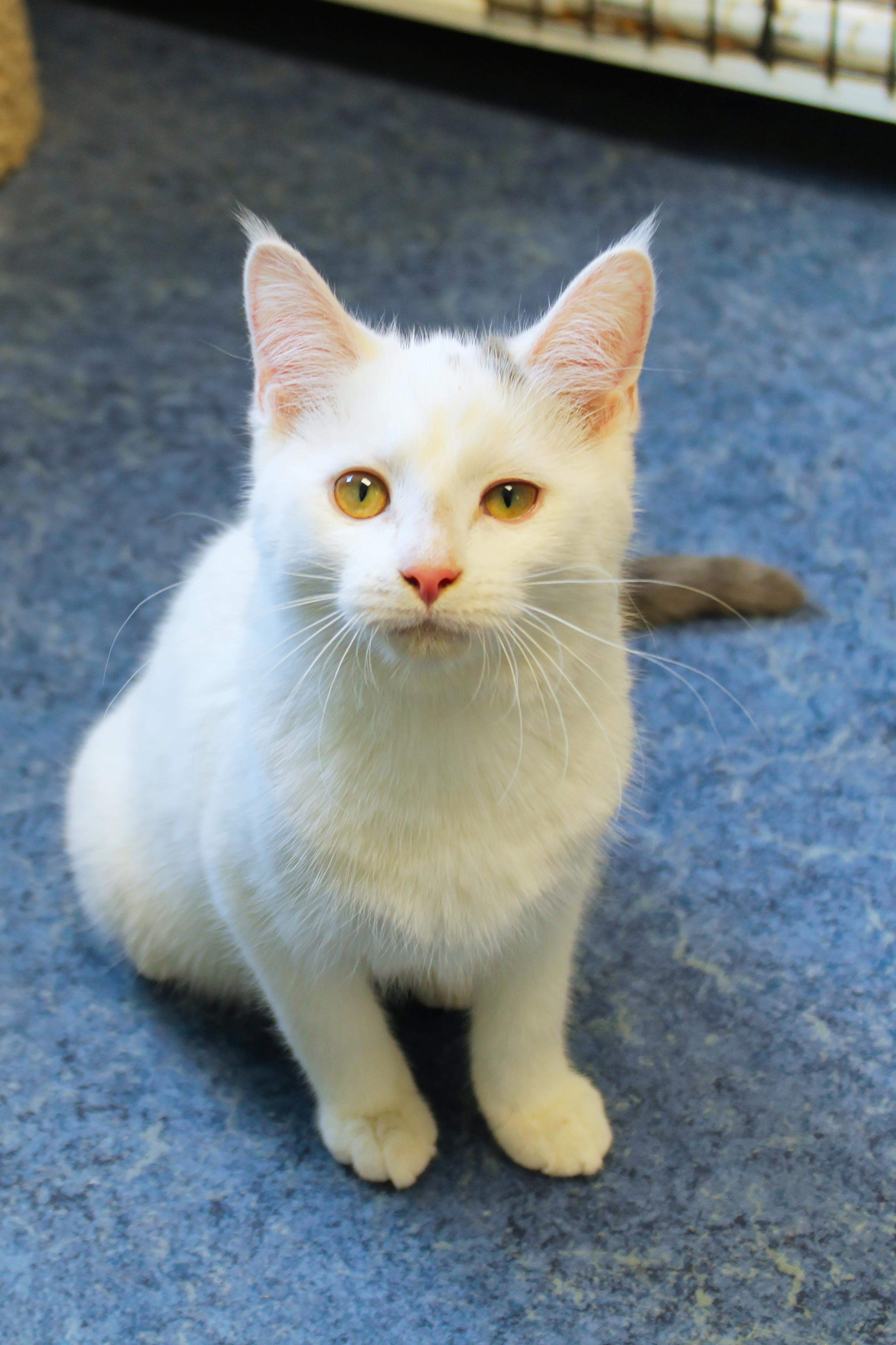 Enlarge Bennett, a ADOPTABLE Domestic Short Hair in Urbana, OH image 4/6