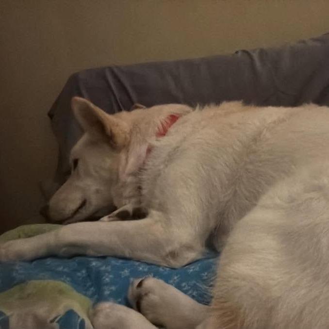 Luna, Adoptable, Adult Female Shepherd & Labrador Retriever.