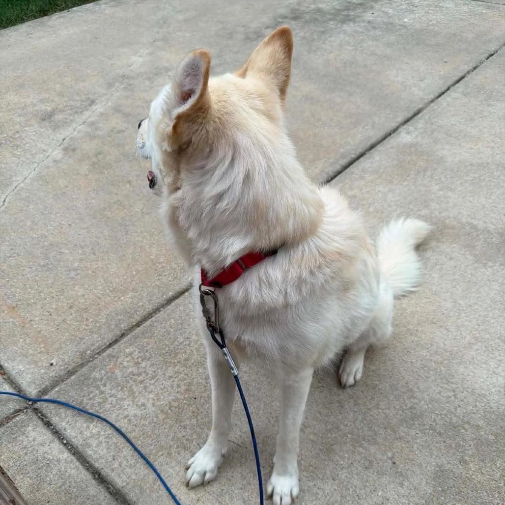 Luna, a Adoptable mixed breed in Joliet, IL image 2/6