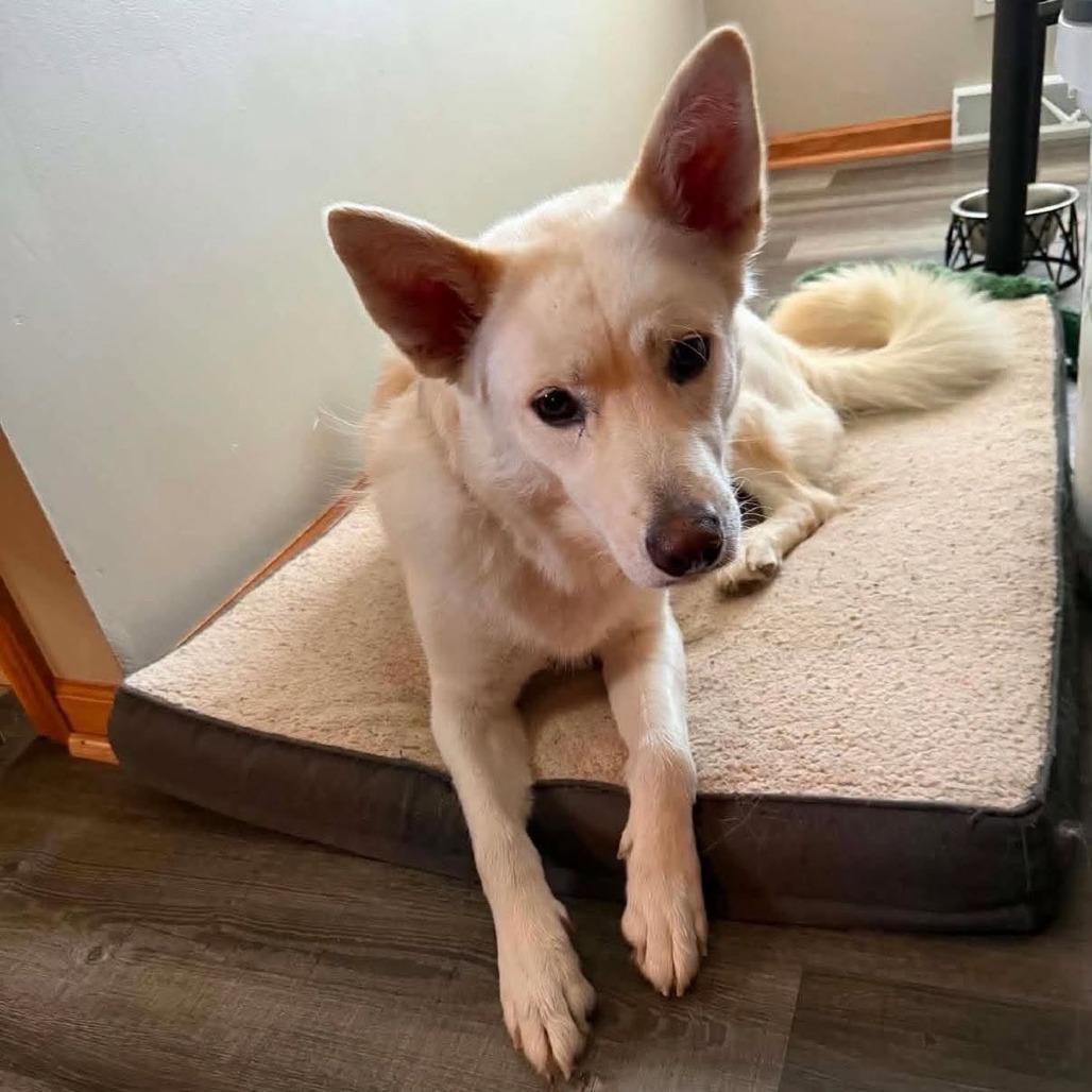 Luna, a Adoptable mixed breed in Joliet, IL image 3/6