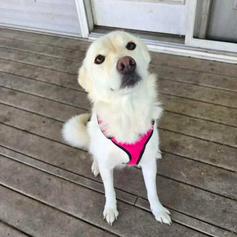 Luna, a Adoptable mixed breed in Joliet, IL image 4/6