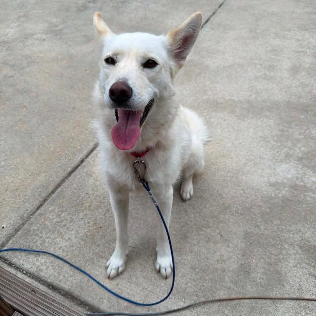Luna, a Adoptable mixed breed in Joliet, IL image 5/6