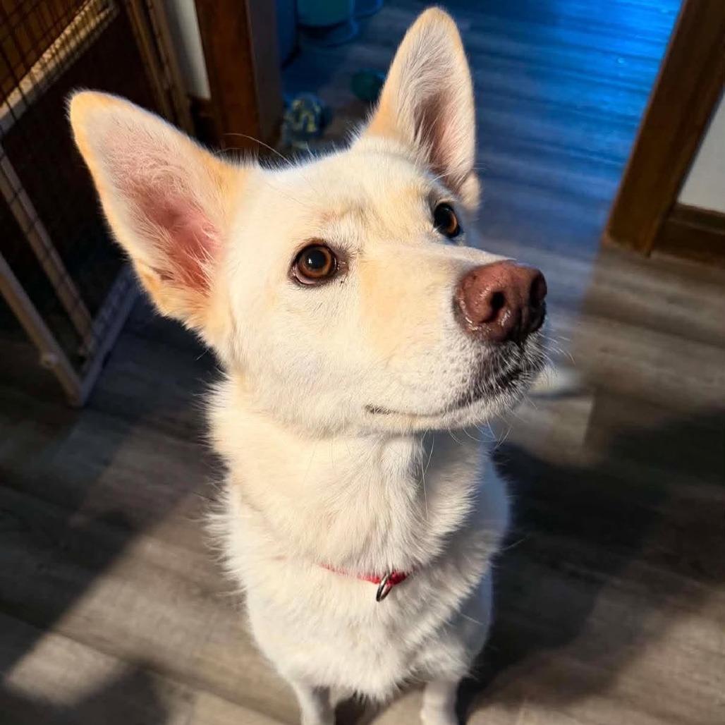 Luna, a Adoptable mixed breed in Joliet, IL image 6/6