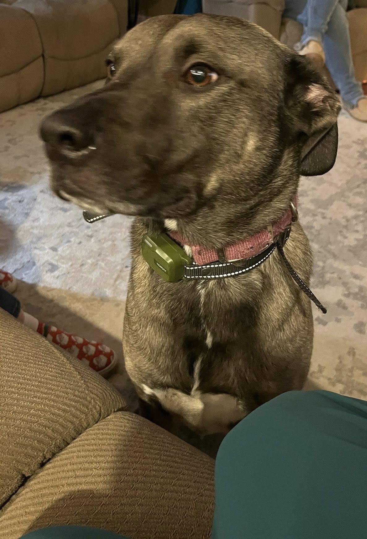 Enlarge Jax, a ADOPTABLE mixed breed in Warrington, PA image 5/5