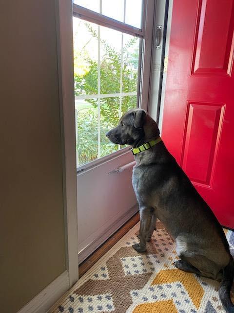 Enlarge Jax, a ADOPTABLE mixed breed in Warrington, PA image 4/5