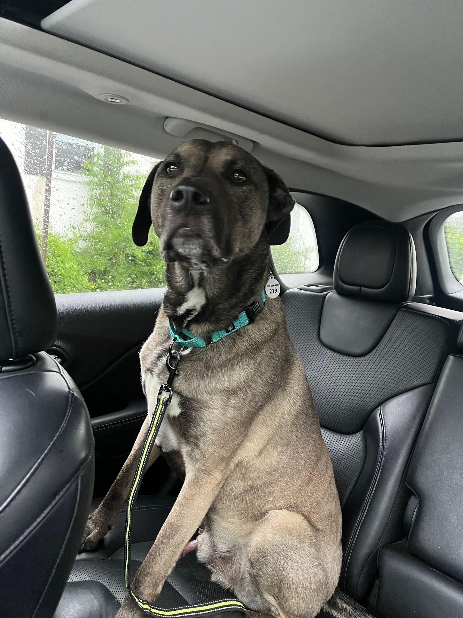 Jax, an adopted mixed breed in Warrington, PA image 2/5