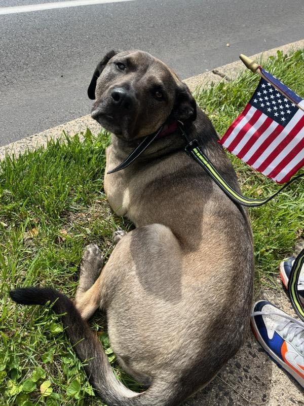 Enlarge Jax, a ADOPTABLE mixed breed in Warrington, PA image 2/5