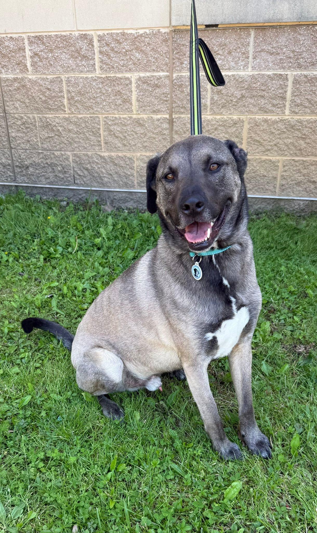 Jax, an adopted mixed breed in Warrington, PA image 1/5