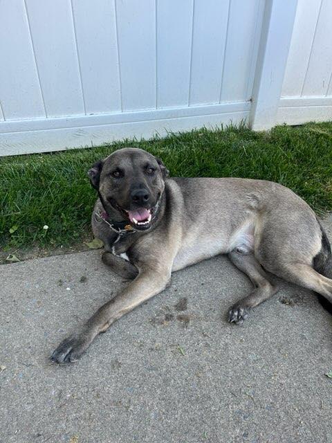 Enlarge Jax, a ADOPTABLE mixed breed in Warrington, PA image 1/5