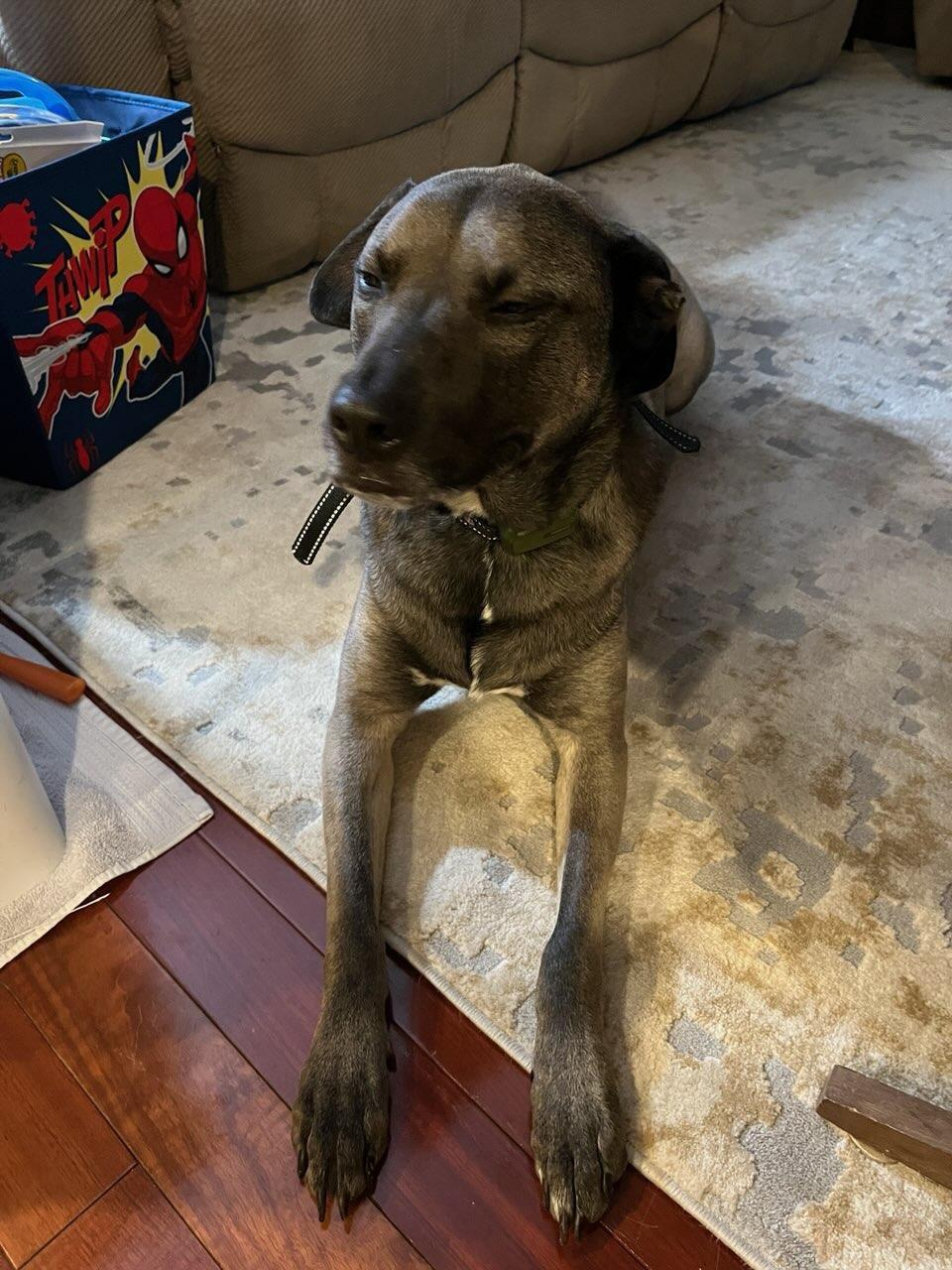 Enlarge Jax, a ADOPTABLE mixed breed in Warrington, PA image 3/5