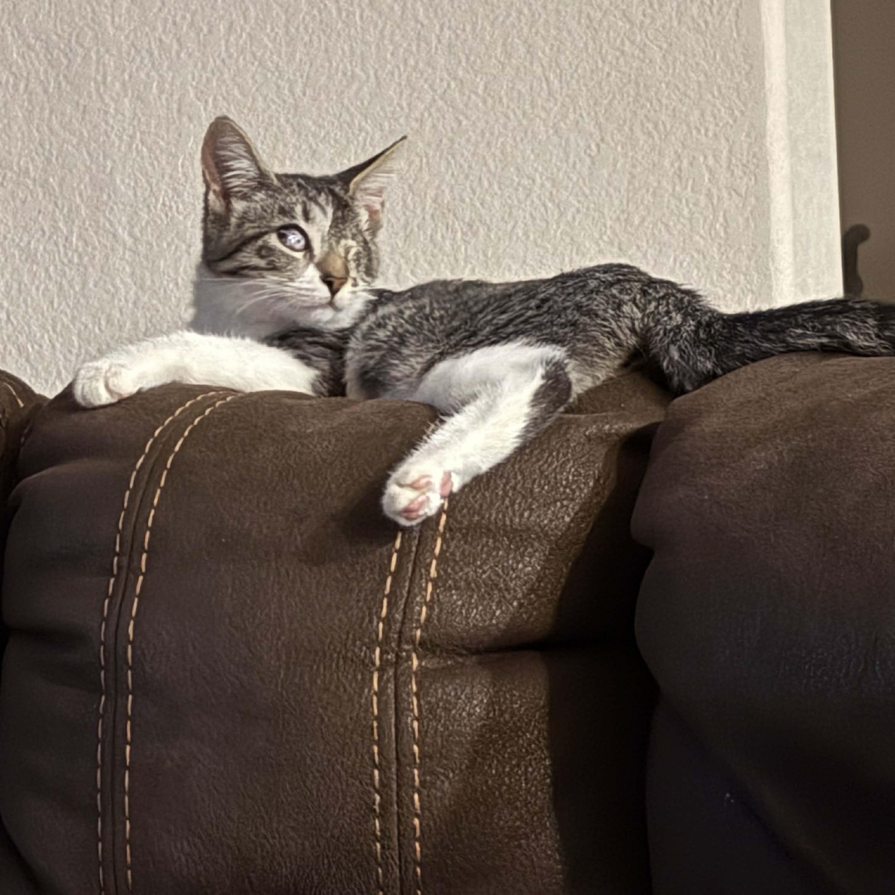 Enlarge Patricia, a ADOPTABLE Domestic Short Hair in Antioch, CA image 2/5