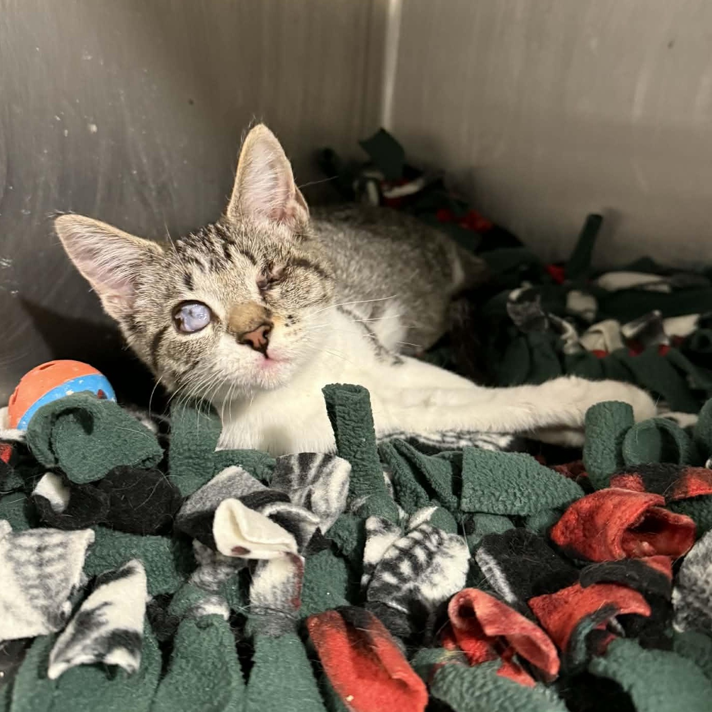 Patricia, ADOPTABLE, Kitten Female Domestic Short Hair.