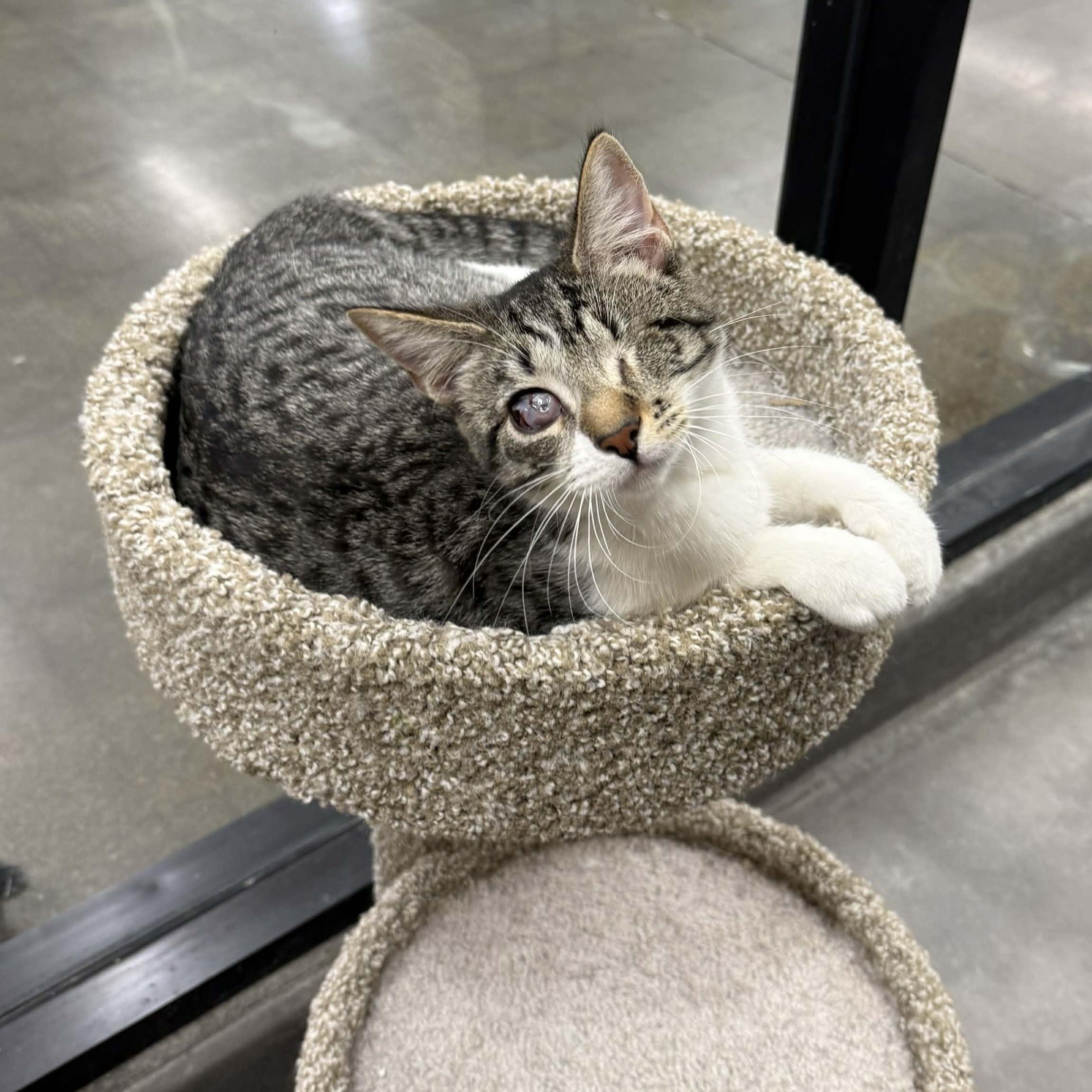 Enlarge Patricia, a ADOPTABLE Domestic Short Hair in Antioch, CA image 1/5