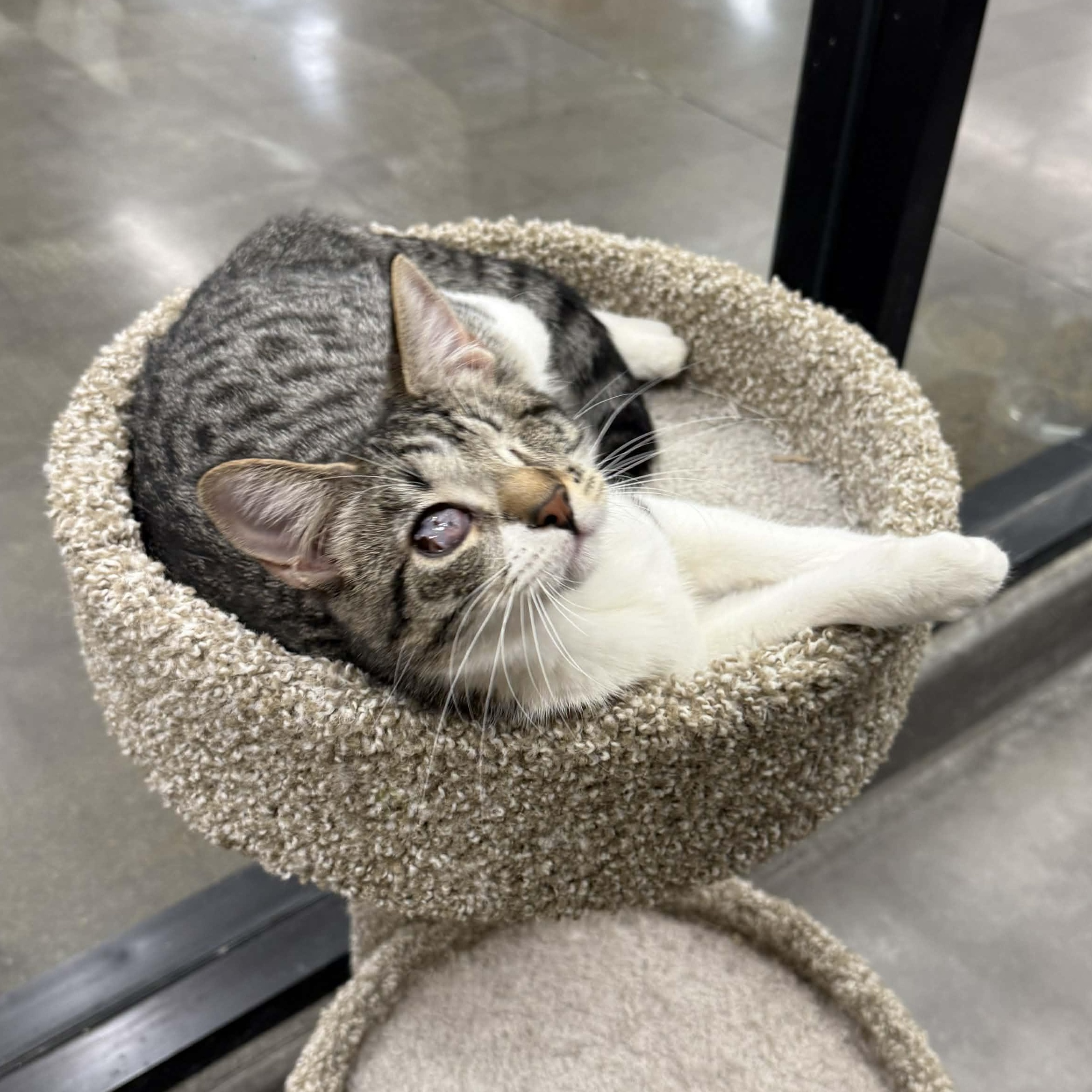 Enlarge Patricia, a ADOPTABLE Domestic Short Hair in Antioch, CA image 5/5