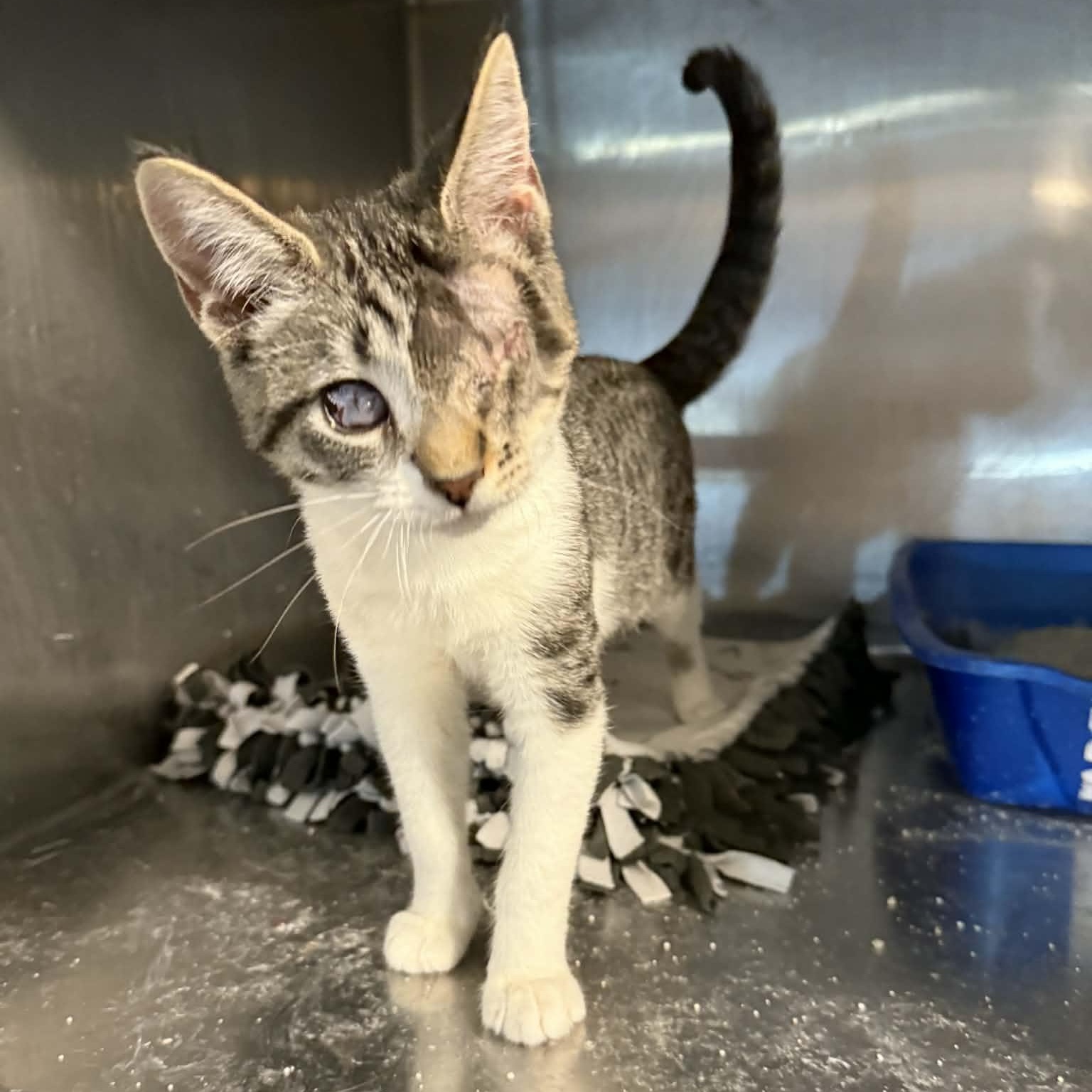 Enlarge Patricia, a ADOPTABLE Domestic Short Hair in Antioch, CA image 4/5