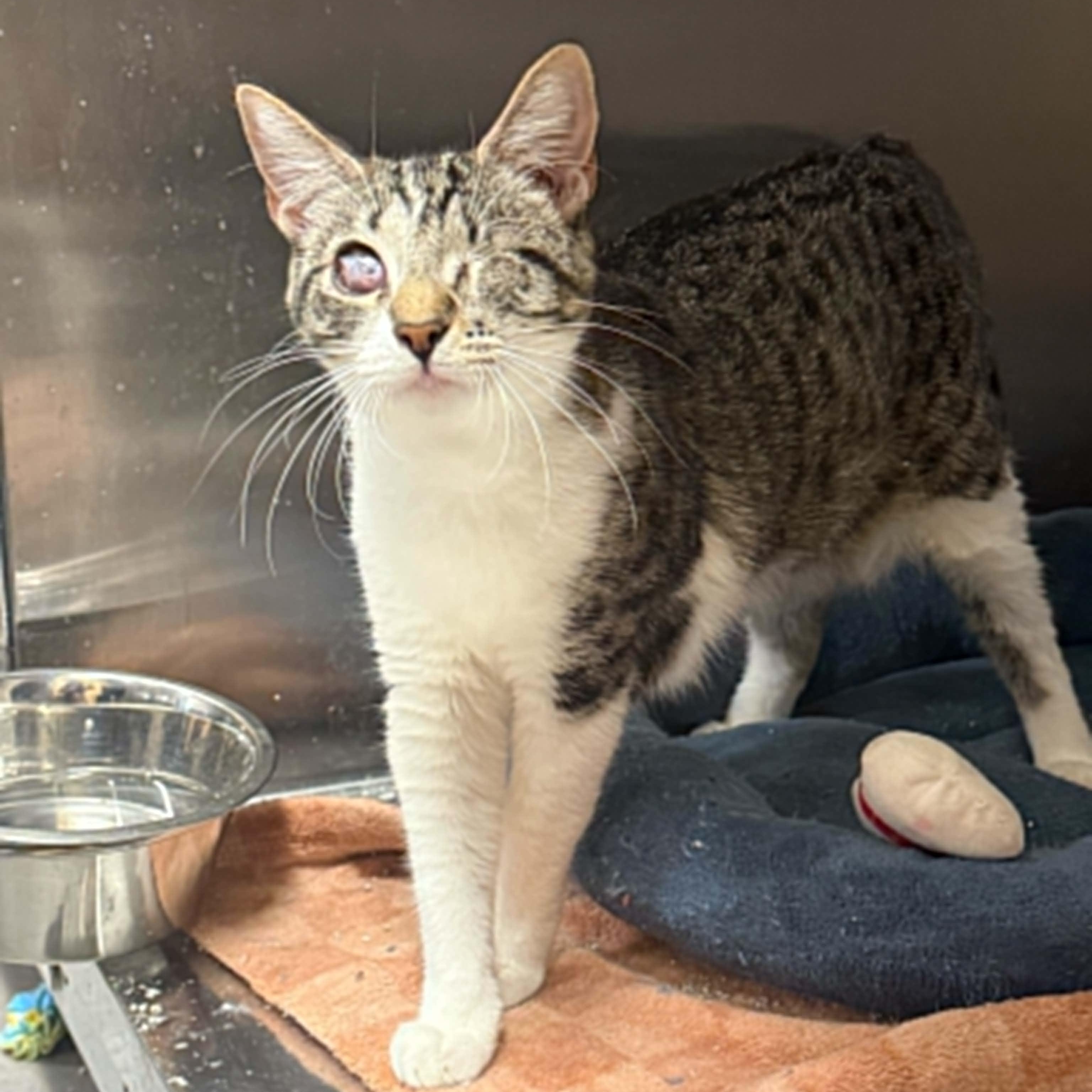 Patricia "Monkey", a ADOPTABLE Domestic Short Hair in Antioch, CA image 1/6