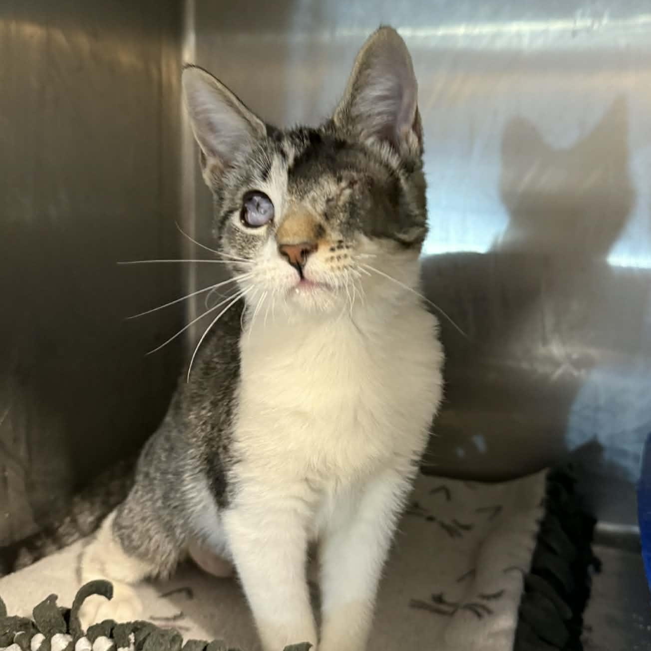 Enlarge Patricia, a ADOPTABLE Domestic Short Hair in Antioch, CA image 3/5