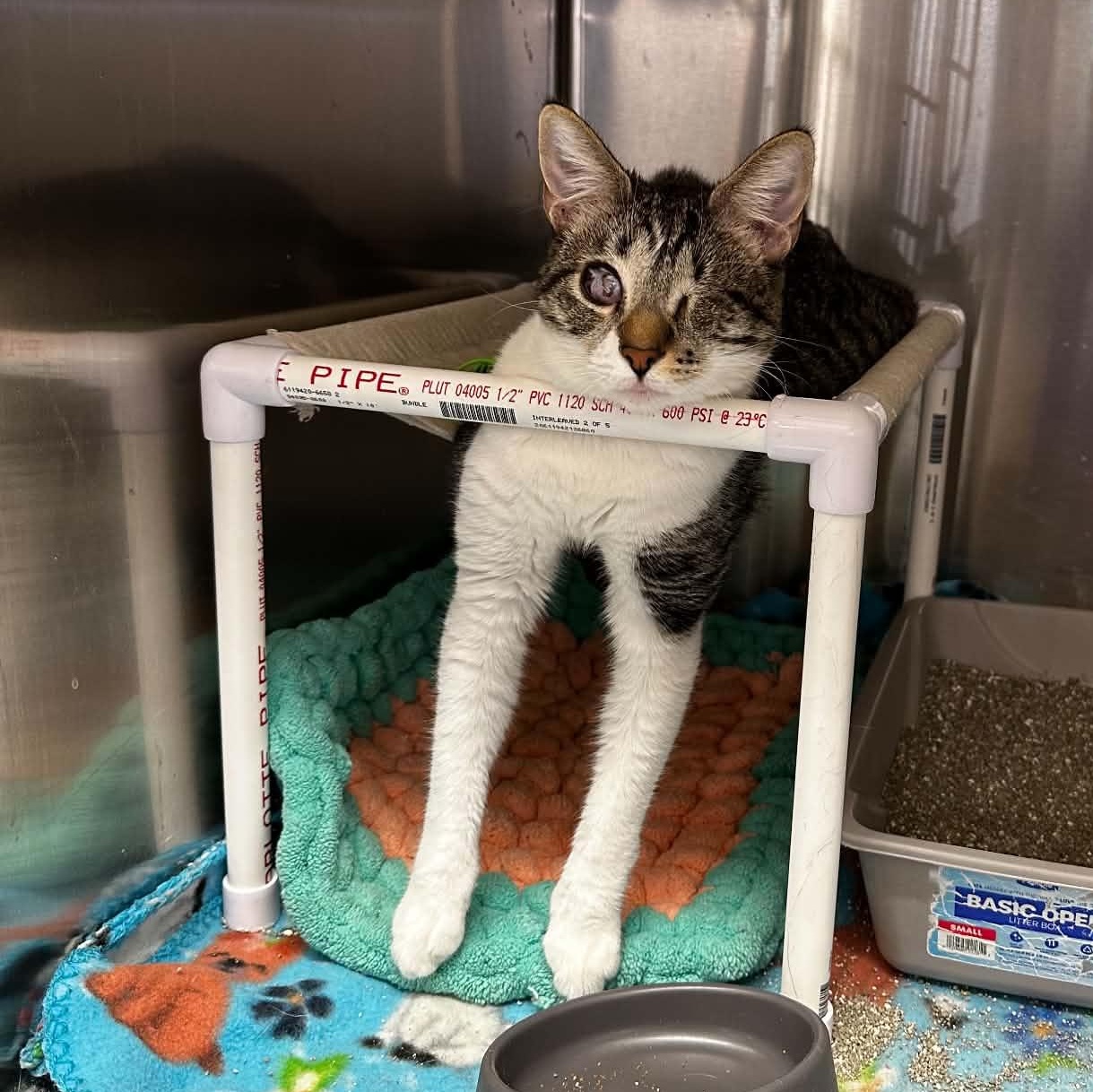 Enlarge Patricia "Monkey", a Adoptable Domestic Short Hair in Antioch, CA image 6/6