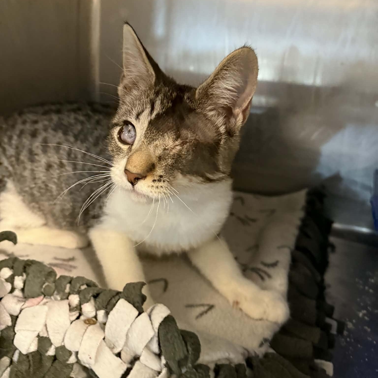 Enlarge Patricia, a ADOPTABLE Domestic Short Hair in Antioch, CA image 5/5