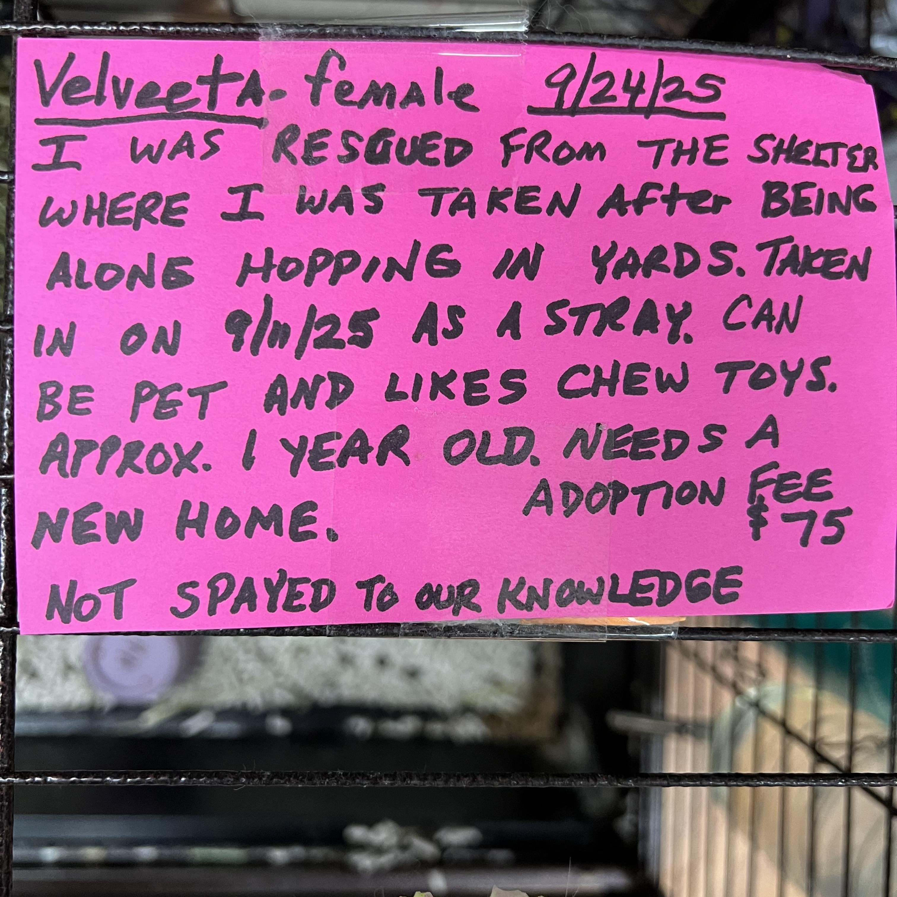 Velveeta, a Adoptable mixed breed in Hillsborough, NJ image 3/5
