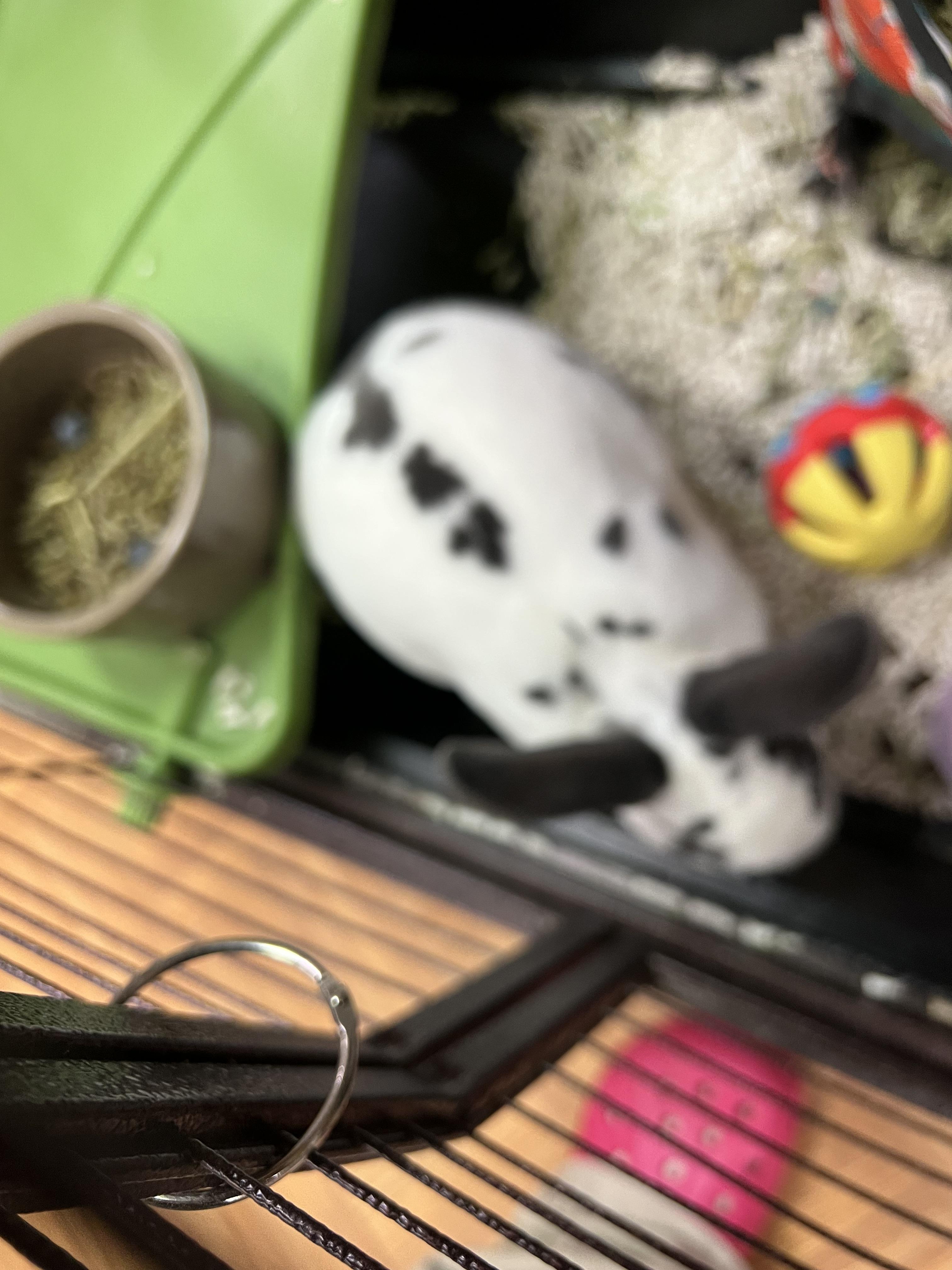 Velveeta, a Adoptable mixed breed in Hillsborough, NJ image 1/5