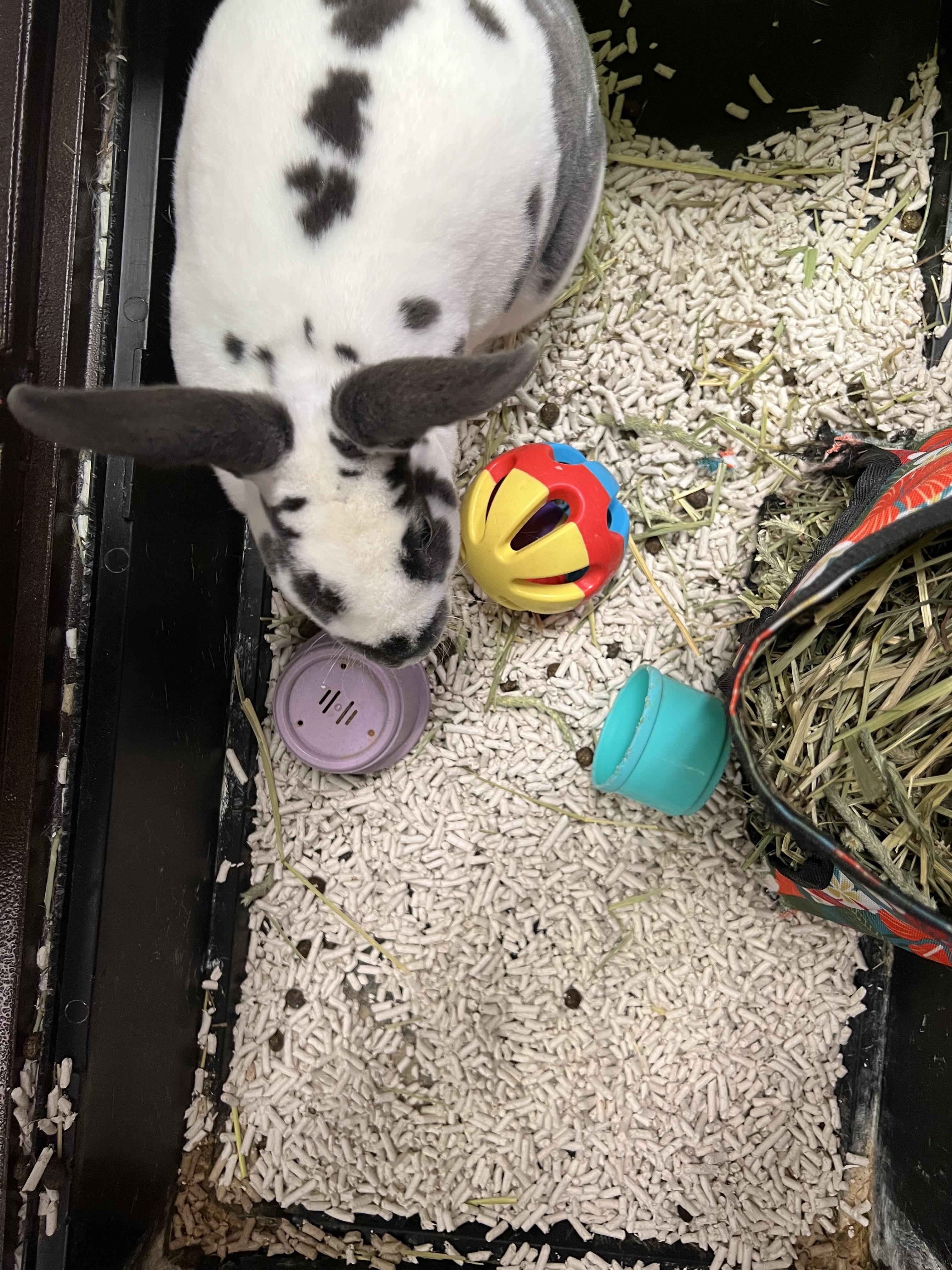 Velveeta, a Adoptable mixed breed in Hillsborough, NJ image 2/5