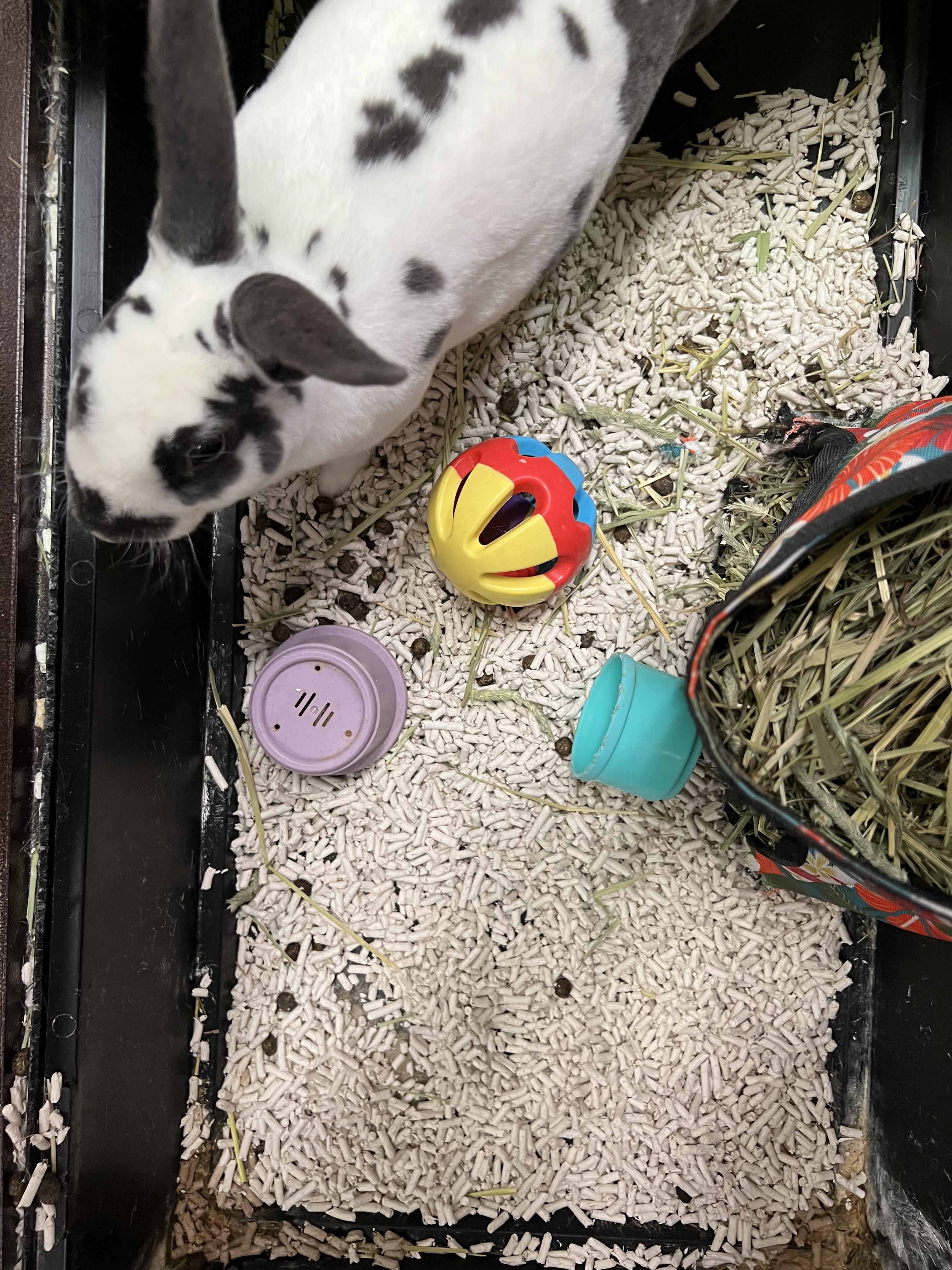 Velveeta, a Adoptable mixed breed in Hillsborough, NJ image 4/5