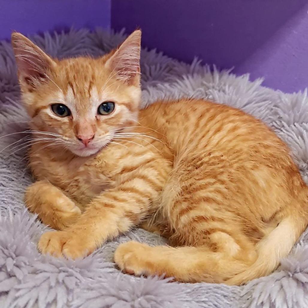 Enlarge Louie, a Adoptable Domestic Short Hair in North Port, FL image 2/2