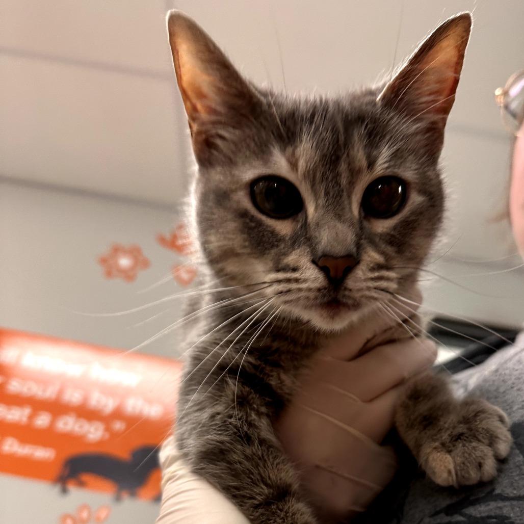 Posey, Adoptable, Young Female Domestic Short Hair.
