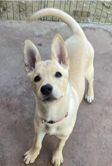 Josie, Adoptable, Young Female German Shepherd Dog & Labrador Retriever.