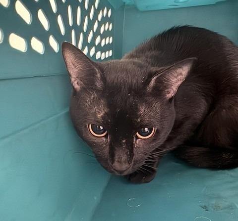 Billy, Adoptable, Kitten Male Domestic Short Hair.
