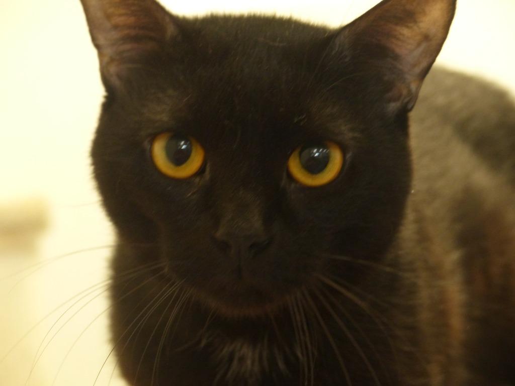 Billy, Adoptable, Kitten Male Domestic Short Hair.