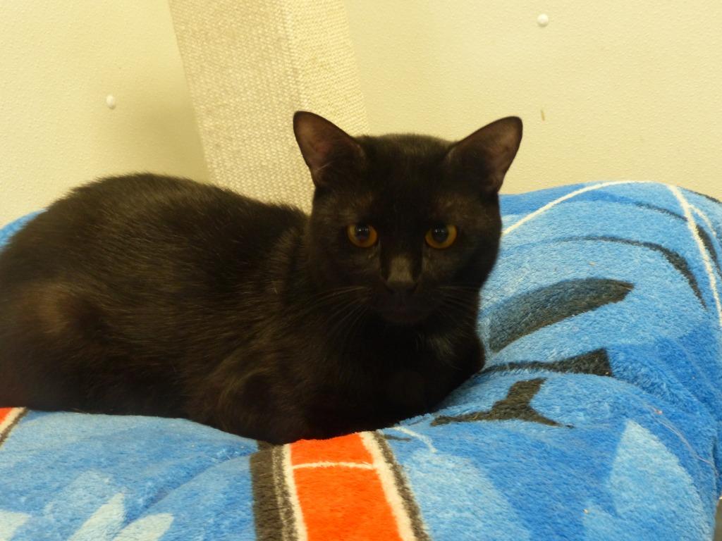 Enlarge Billy, a Adoptable mixed breed in Ogdensburg, NY image 2/2
