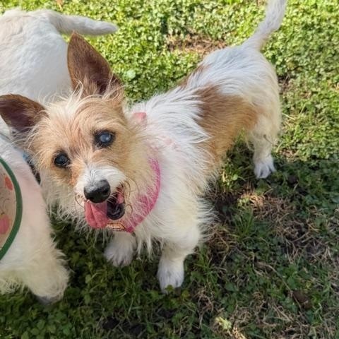 Clare, a ADOPTABLE mixed breed in Spring, TX image 2/2