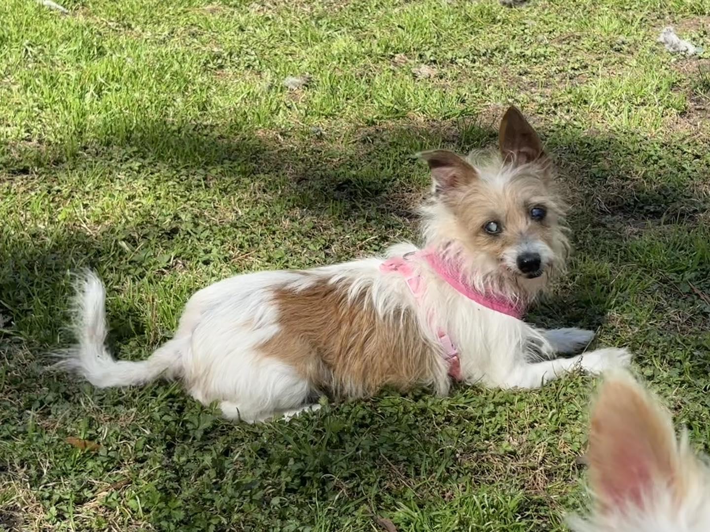 Clare, ADOPTABLE, Senior Female Terrier.