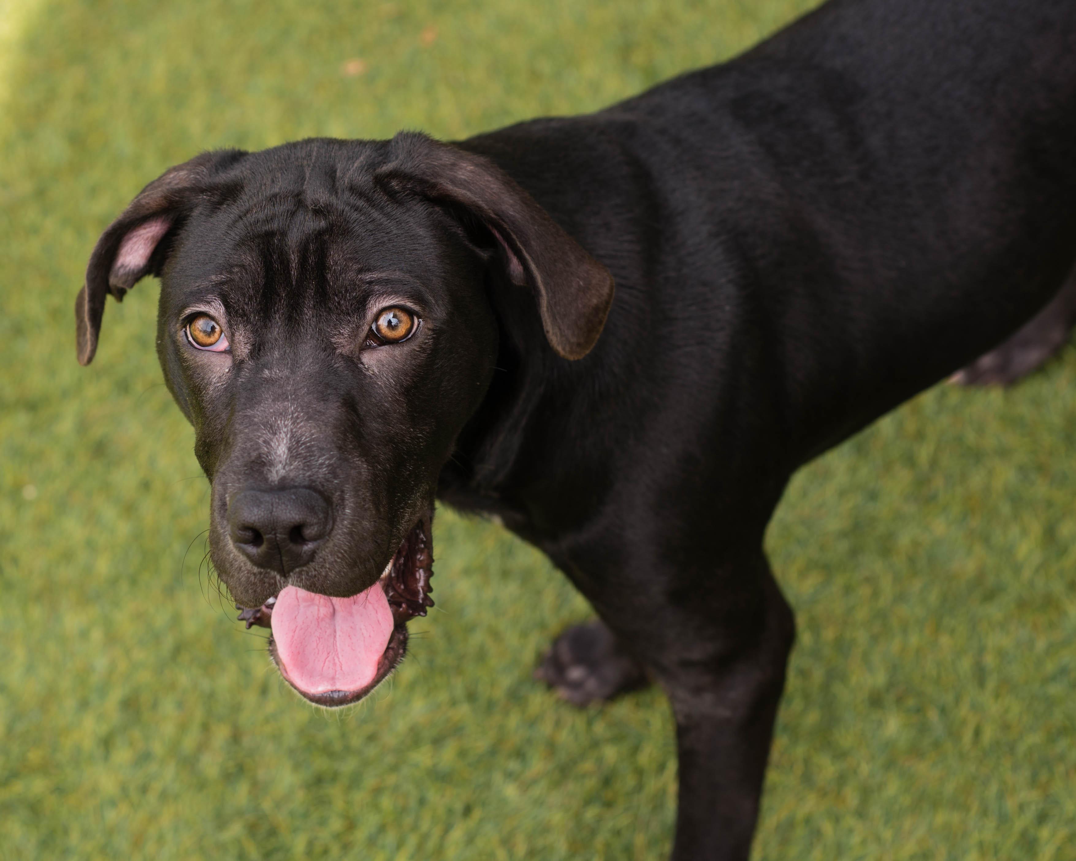 Enlarge Vader, a Adopted mixed breed in Mont Belvieu, TX image 1/2